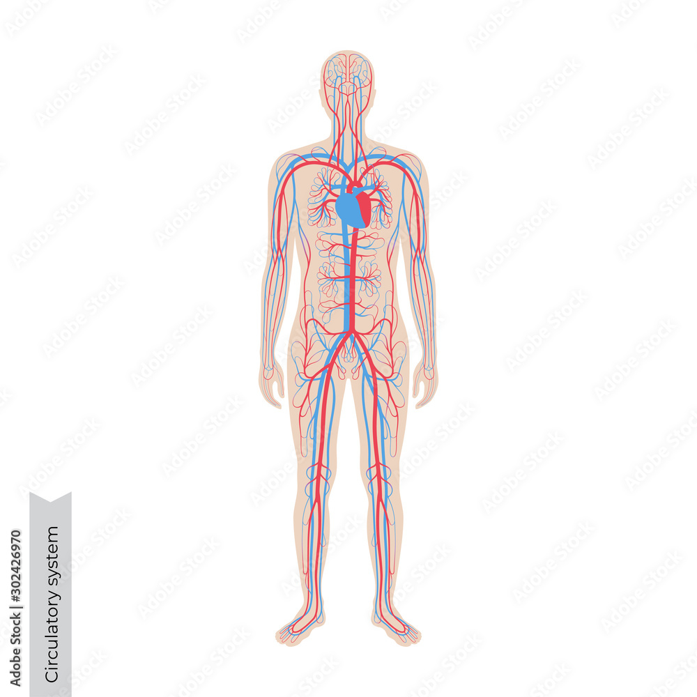 circulatory system anatomy Stock Vector | Adobe Stock