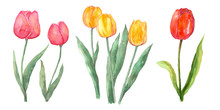 Pink Red And Yellow Tulip Set Watercolor Painting Flower Elements On Isolated White Background Hand Painted For Card, Wall Art, Clip Art Or Your Design