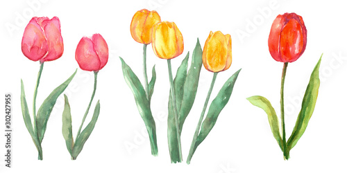 Cuadros en Lienzo Pink red and yellow tulip set watercolor painting flower elements on isolated wh