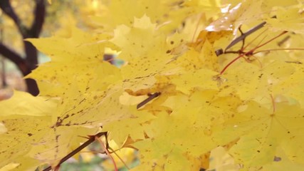 Wall Mural - Nature background, a beautiful sun shines through the yellow leaves moving in the wind.