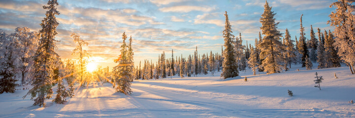 Wall Mural - snowy panoramic landscape at sunset, frozen trees in winter in saariselka, lapland, finland