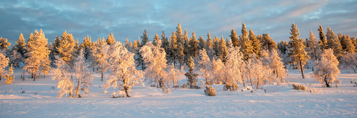Wall Mural - Snowy panoramic landscape at sunset, frozen trees in winter in Saariselka, Lapland, Finland