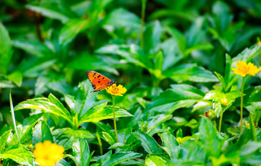 Butterflies on the island twigs , drinking nectar from flowersof the morning look beautiful