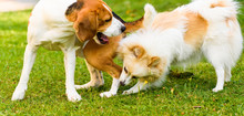 Two Dogs Playing On A Green Grass Outdoors. Beagle Dog With White Pomeranian Spitz