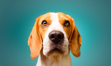 Beautiful Beagle Dog Isolated On Turquoise Background. Studio Headshoot. Copy Space On Right