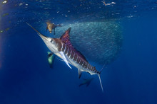 Striped Marlin And Sea Lion Hunting In Sardine Bait Ball In Pacific Ocean