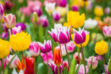 Fototapeta Tulipany - Beautiful bright colorful multicolored yellow, white, red, purple, pink blooming tulips on a large flowerbed in the city garden or flower farm field in springtime. Spring easter flower background.