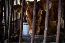 A Brown Calf In A Cowshed. A Close-up Of A Young Cow Standing In Barn. Country Animals. Cattle.