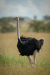 © Nick Dale - Common ostrich stands in grass watching camera