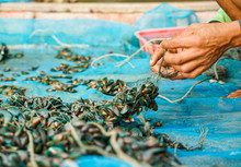 Small Sea Mussels In The Hands Of Local Fisherman Before Mussel Farm