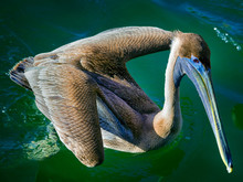 Pelican Flapping Wings