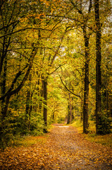  Wooded path in fall foliage
