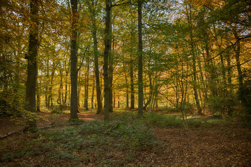  forest in autumn colors like gold red and orange