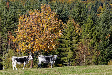 Sticker - Vache de race Vosgienne