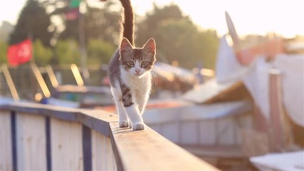 Wall Mural - cat on roof