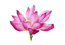 Lotus Flower In A Full Bloom Watercolor Illustration. Tender Pink Water Lilly Blossom Botanical Image. Meditation And Zen Symbol Lotus Flower Isolated On White Background.
