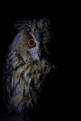 Poster - long eared owl