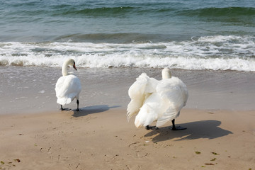 Wall Mural - Two swans stopped at the seashore