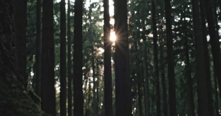 Wall Mural - tree trunk in german forest