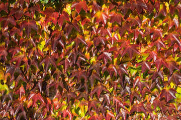 Autumnal grape leaves as background, short distance.