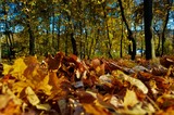 Fototapeta Tęcza - jesień, las, liście, barwy jesieni