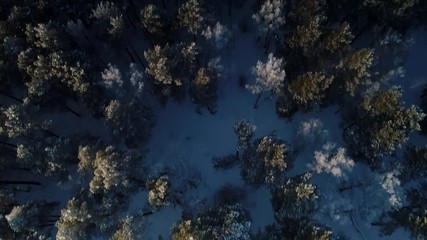 Wall Mural - Snow White Birch Forest Covered With Hoarfrost.