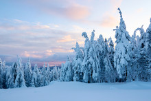 Winter Rime And Snow Covered Fir Trees Branches On Mountainside On Blue Sky Background On Sunrise. Pine Trees After Heavy Snowfall In The Mountains On Sunset. Backcountry Ski Resort Frosty Landscape.