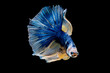Colorful with main color of dark blue, white and yellow betta fish, Siamese fighting fish was isolated on black background