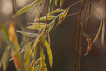 Autumn natural background from yellow and green willow leaves on thin branches.