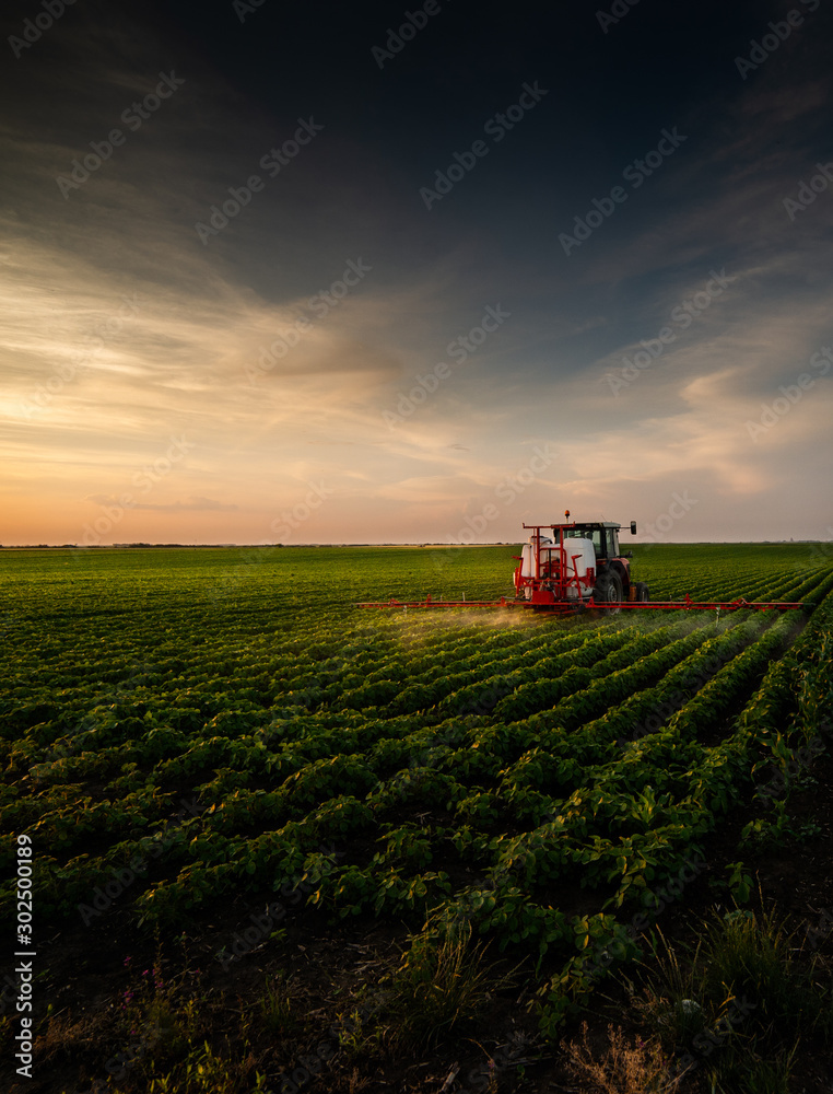 Tractor spraying soybean field in sunset. - obrazy, fototapety, plakaty 