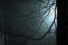 Tree Branches At Foggy Night Lit By Streetlamp