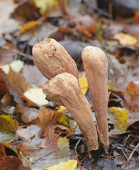 Wall Mural - Clavariadelphus pistillaris, known as Giant Club fungus, growing wild in Finland