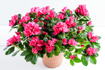 Wall Mural - Close up of pink azalea or Rhododendron plant with flowers in full bloom in a brown pot isolated on a white table, side view with space for text, for Valentine's Day or Mother's Day