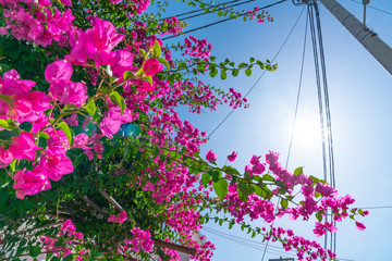 Wall Mural - Typically Mediterranean power supply pole with radiating power lines overhead