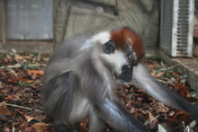 Red Headed Mangabey Looking On The Ground
