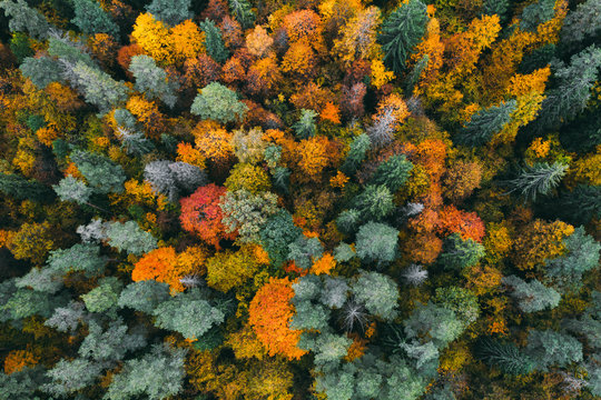 aerial view of forest in autumn with colorful trees. drone photography.