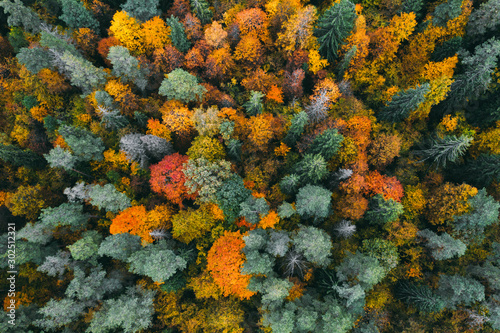 Obraz w ramie Aerial view of forest in autumn with colorful trees. Drone photography.