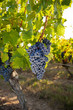 © Thierry RYO - Grappe de raisin noir dans les vigne en France