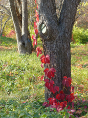 Wall Mural - red ivy leaves