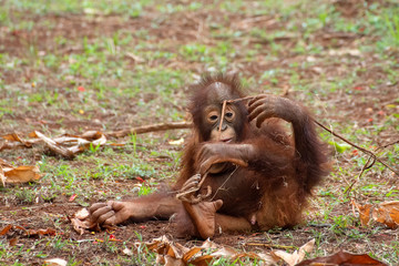 baby orangutan playing with stick 