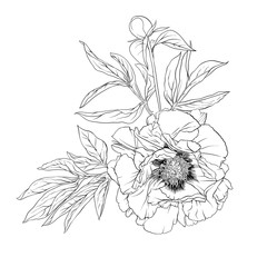 Wall Mural - Peony flower. Element for design. Outline hand drawing vector illustration. In botanical style Isolated on white background..