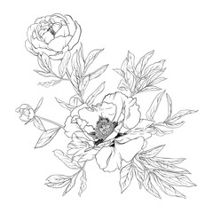 Wall Mural - Peony flower. Element for design. Outline hand drawing vector illustration. In botanical style Isolated on white background..