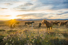 Group Of Icelandic Horses In Pasture With Mountains Background.