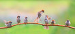 panoramic portrait of small funny birds sparrows restlessly sitting on a tree branch in a Sunny green garden