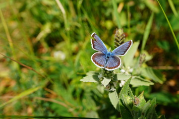 Wall Mural - blue butterfly on a flower