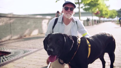 Wall Mural - Senior blind man with guide dog outdoors in city, resting. Slow motion.