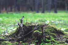 A Lonely Old Fir Tree Stump In The Park, Blackened By Time, Covered With Green Moss And Sprinkled With Needles.