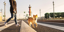 Crop Woman With Shiba Inu Crossing Road In City
