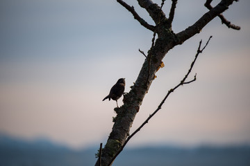 morning bird
