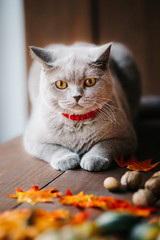 A Yellow baby British shorthair kitty with halloween pumpkins at brown autumn background